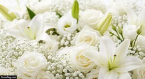 White flower background images image