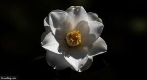 White flower black background image