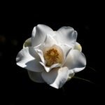 White flower black background image