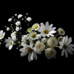 White flowers on black background image 2