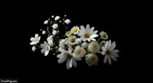 White flowers on black background image 2