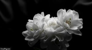 White flowers on black background image 3