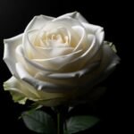 White rose black background image 3