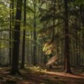 Woods background image