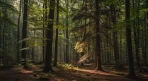 Woods background image 4