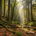 Woodsy background image