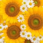 Yellow floral background image 2