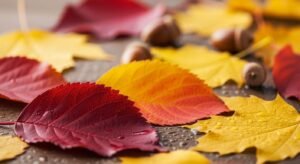 Autumn iphone background image 12
