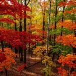Autumn iphone background image