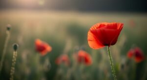 Background and foreground image