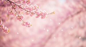 Background cherry blossom image
