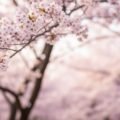 Background cherry blossom image
