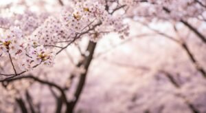 Background cherry blossom image 4
