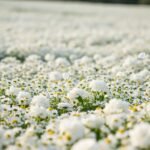 Background flower white image