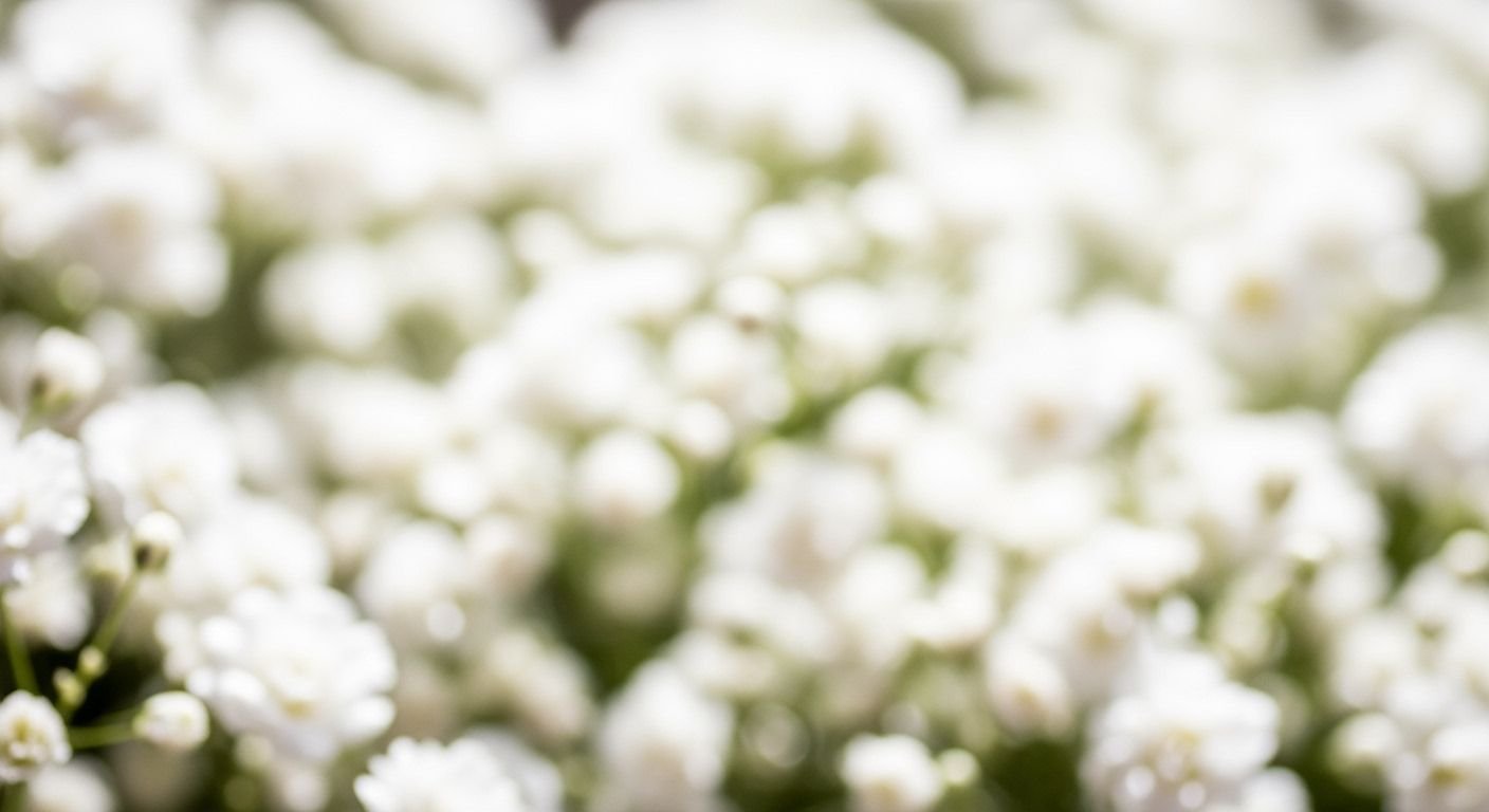 Background flower white image 2