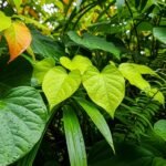Background of leaves image
