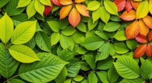 Background of leaves image 2