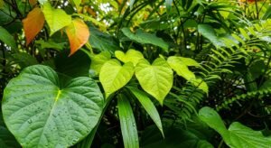 Background of leaves image