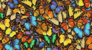 Backgrounds of butterflies image 2