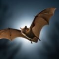 Bat background image
