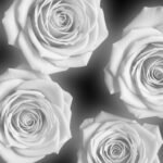 Black and white rose background image 3