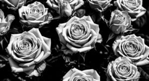 Black and white rose background image