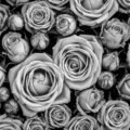 Black and white abstract