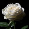 Black background white rose