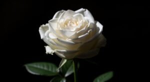Black background white rose image 3