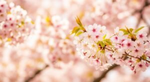 Cherry blossom background image 2
