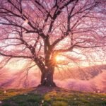 Cherry blossom background image 4