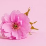 Flower on pink background image 4
