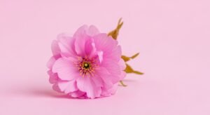 Flower on pink background image 4