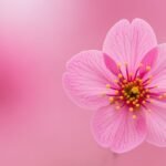 Flower with pink background image 3