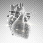 Heart transparent background image 2