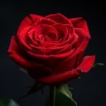 Red rose black background image 3