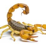 Scorpion on white background image