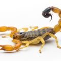 Scorpion on white background