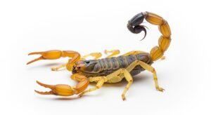Scorpion on white background image 4