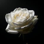 White rose black background image
