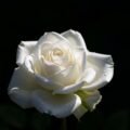 White rose black background
