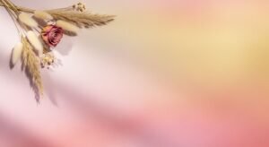 Bunch of dried flowers on a pink and yellow background Background Image