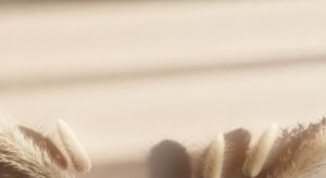 Close up of a bunch of feathers on a table Background Image