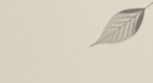 Single leaf is shown in black and white Background Image